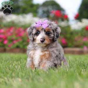 Jewel, Mini Bernedoodle Puppy